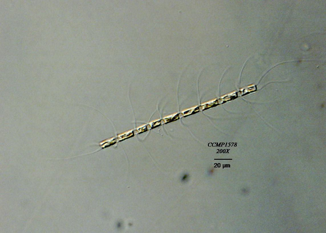 CCMP1578 | NCMA at Bigelow Laboratory